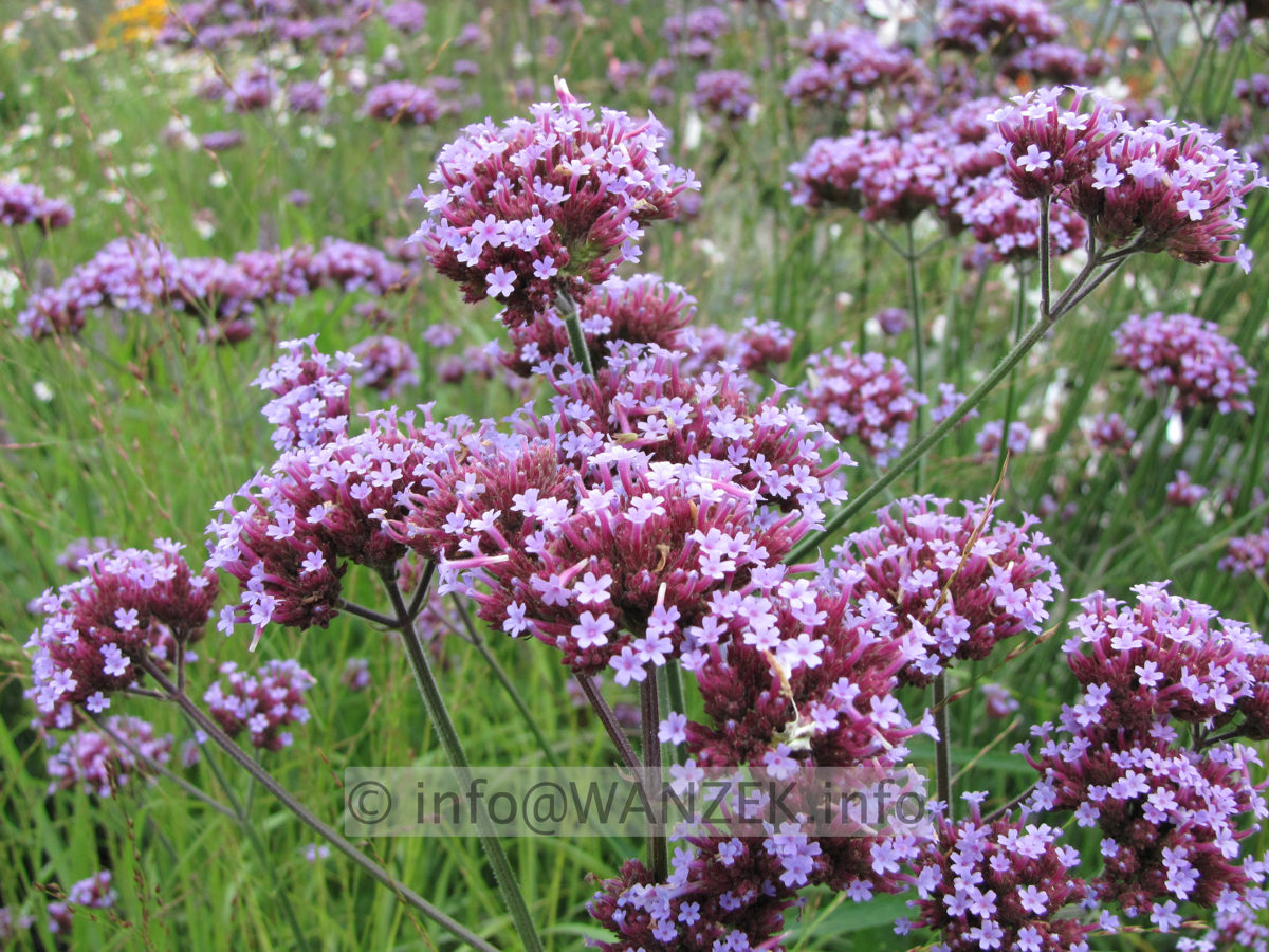 Verbena bonariense 02.JPG